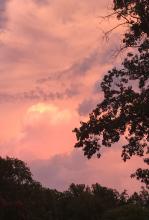 Pink hued clouds with tree limbs on the right and tree line at the bottom.  Sunlight peeks through the middle.