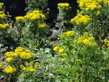 A Puffin stands among foliage on Lunga Island